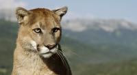 Pumas, auch Berglöwen genannt, unterscheiden bei der Jagd nicht zwischen Menschen, Hirschen und Elchen.