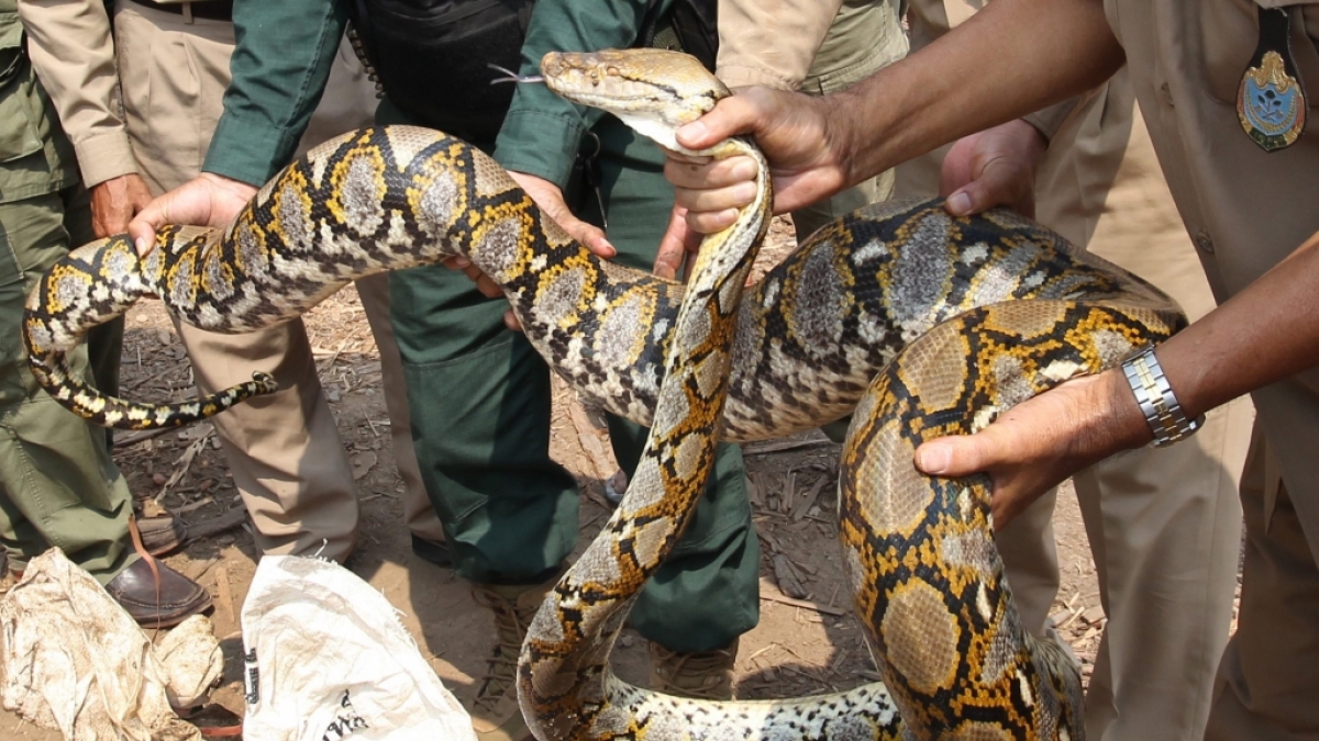 In Indonesien wurde eine Frau von einer Python verschlungen (Symbolbild). (Foto)