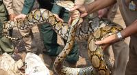 In Indonesien wurde eine Frau von einer Python verschlungen (Symbolbild).