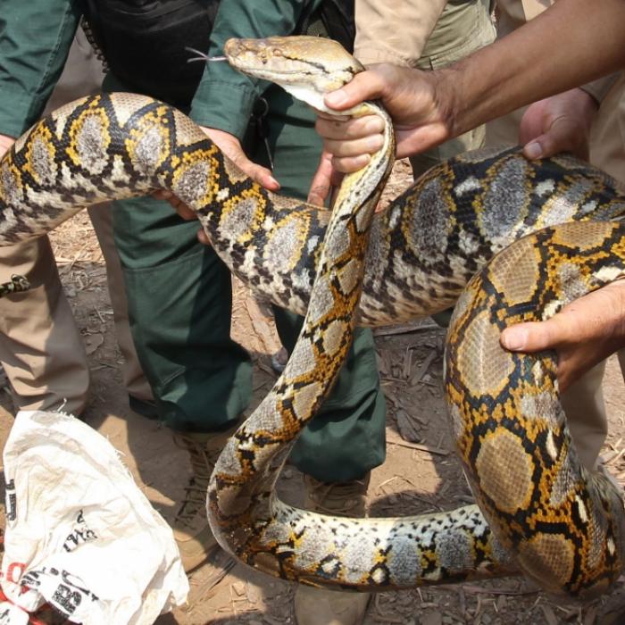 Vermisste Frau von Riesenpython verschlungen