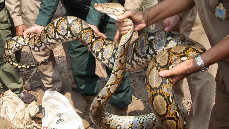 In Indonesien wurde eine Frau von einer Python verschlungen (Symbolbild).