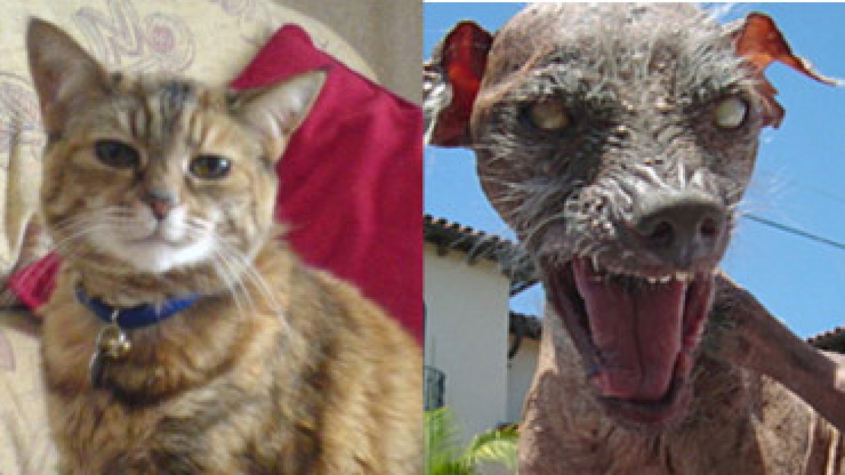 Mussten ihren Titel nach dem Tod abgeben: die &auml;lteste Katze und der h&auml;sslichste Hund. (Foto)