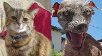 Mussten ihren Titel nach dem Tod abgeben: die älteste Katze und der hässlichste Hund.