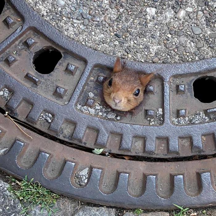 Eichhörnchen eingeklemmt! Feuerwehr muss mit Gullydeckel zum Tierarzt