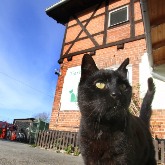 Satanist kocht Katze und legt Knochen vor die Tür