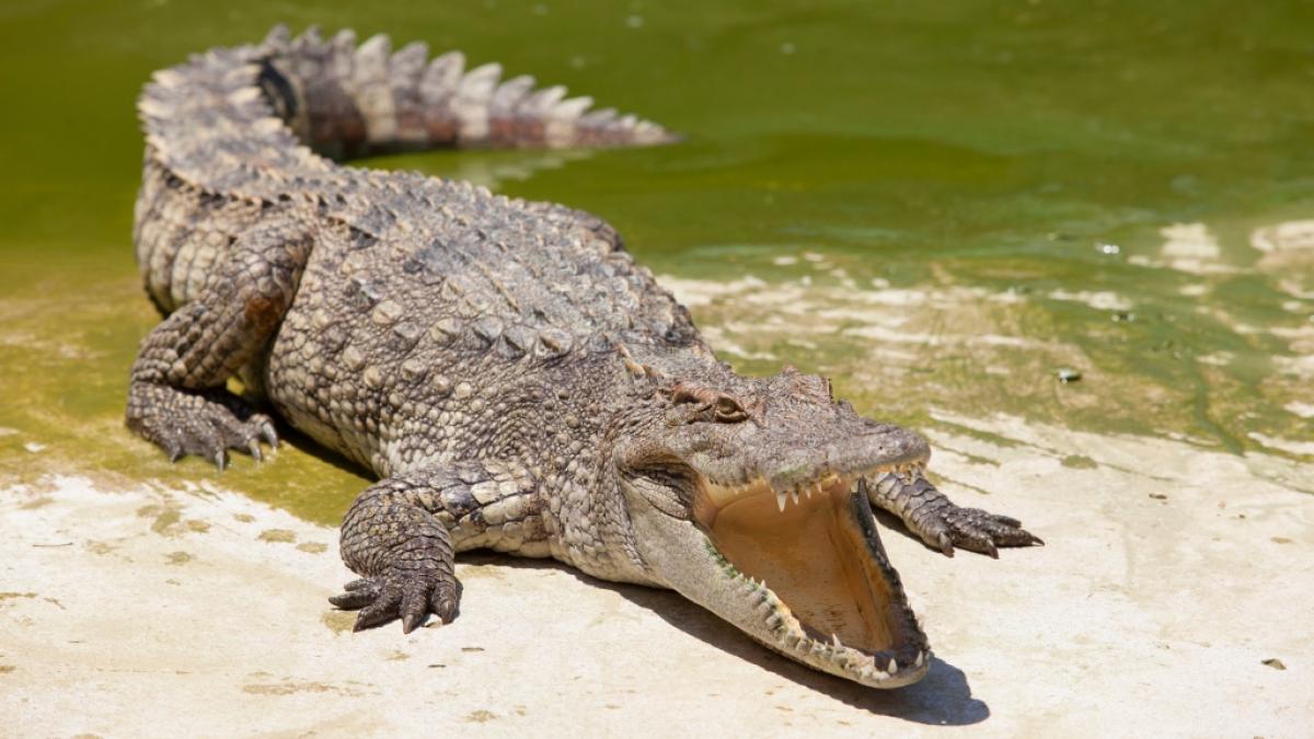 In Indonesien ist eine Frau von einem Krokodil gefressen worden. (Symbolfoto) (Foto)
