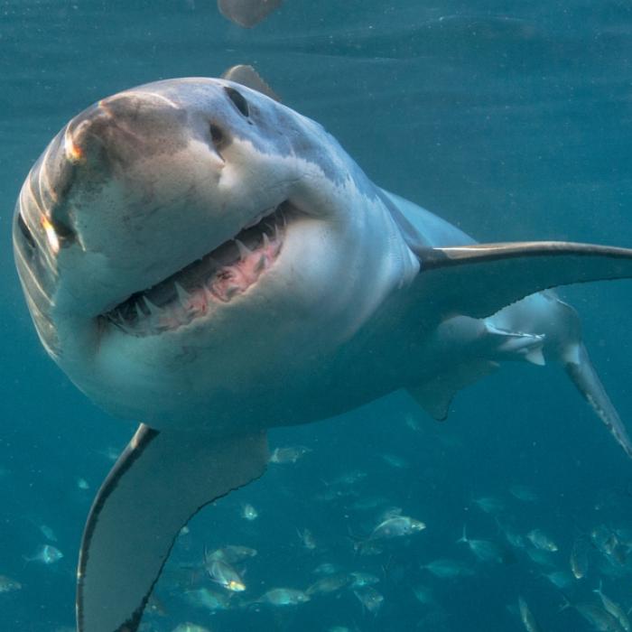 Er zerfetzte sein Gesicht! Surfer von Hai zerfleischt