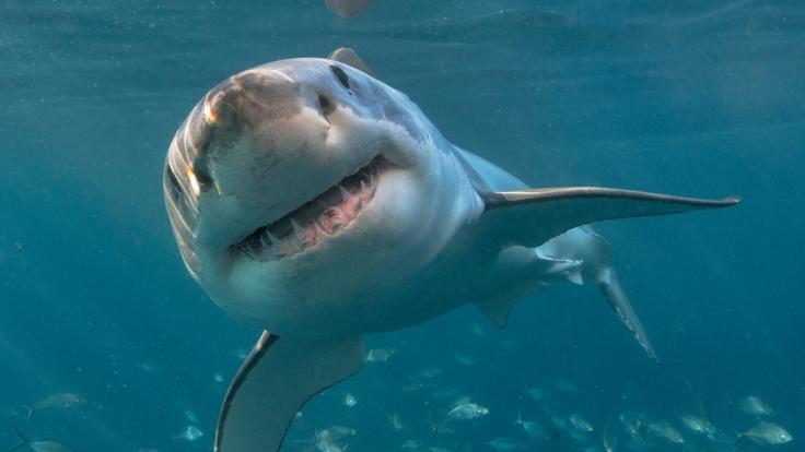 In Florida wurden innerhalb von 24 Stunden zwei Surfer angegriffen.