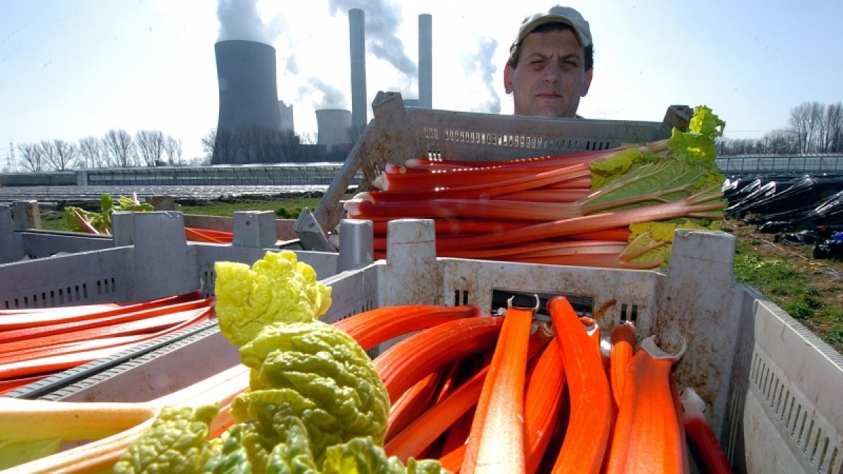 Zwischen April und Juni ist die Erntezeit f&uuml;r Rhabarber. (Foto)
