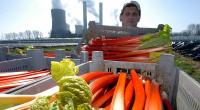 Zwischen April und Juni ist die Erntezeit für Rhabarber.