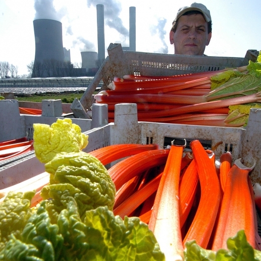 Das tückische Obst ist ein Gemüse