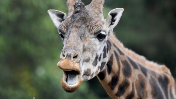 Immer wieder reisen reiche Menschen nach Afrika, um auf Jagd zu gehen.