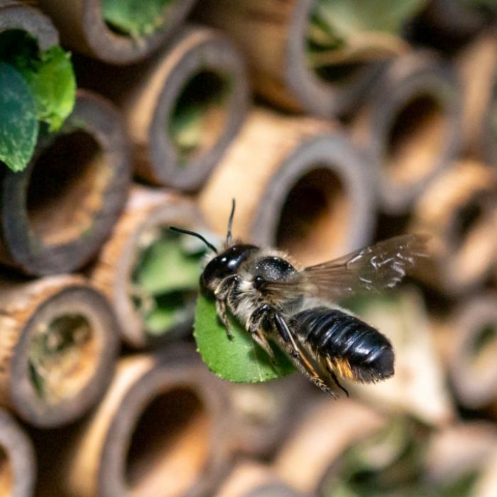 Die Gefahr durch Bienen richtig einschätzen