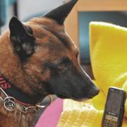Eine kolumbianische Verbrecherbande hat ein 70.000 Dollar Kopfgeld auf einen Spürhund ausgesetzt.
