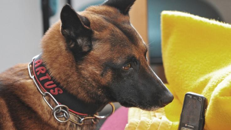 Eine kolumbianische Verbrecherbande hat ein 70.000 Dollar Kopfgeld auf einen Spürhund ausgesetzt.