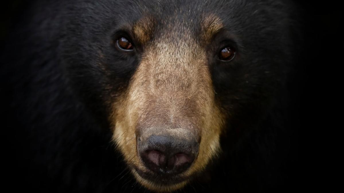 Ein Schwarzb&auml;r griff im "Jacksonville Zoo and Gardens" einen Tierpfleger an. (Symbolfoto) (Foto)