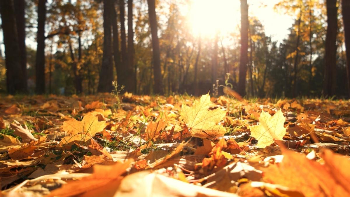 Der Oktober geht mit sehr mildem Wetter zu Ende. (Foto)