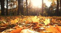 Der Oktober geht mit sehr mildem Wetter zu Ende.