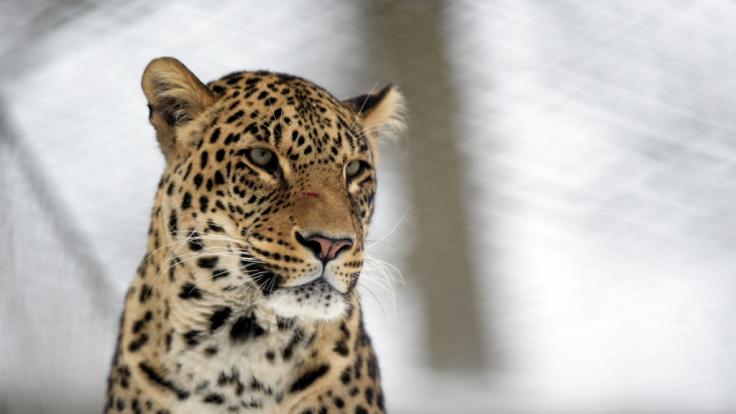 Ein Junge wurde in Thailand von einem Leoparden attackiert.