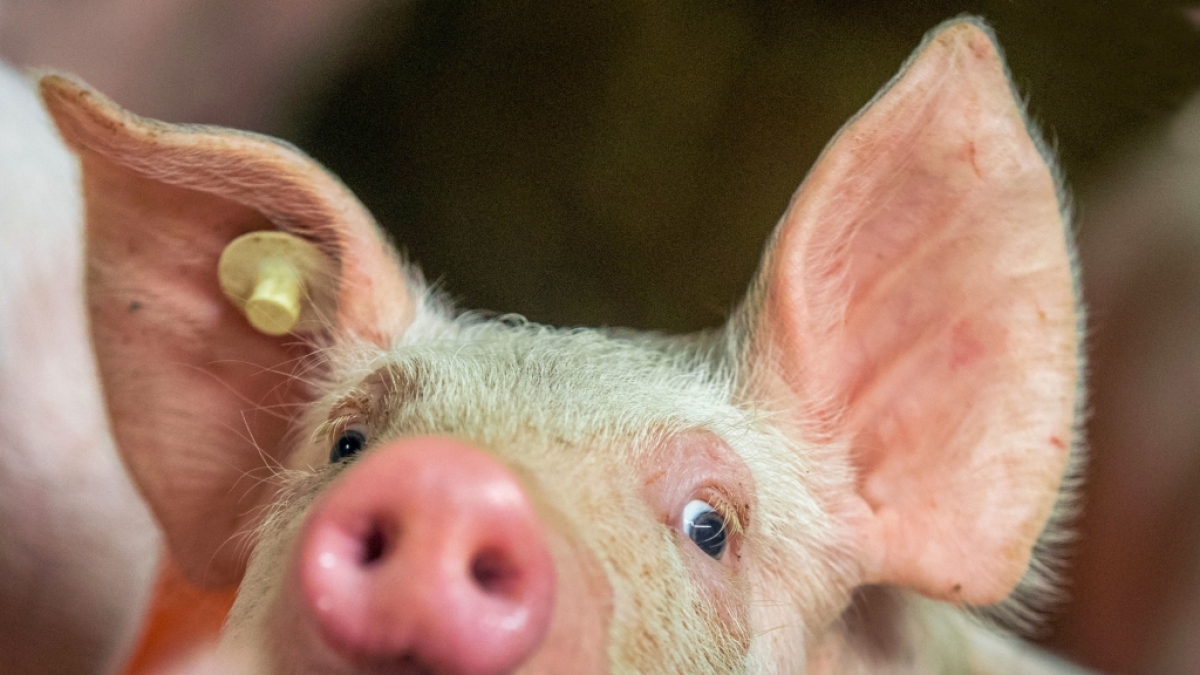 Wie ein normales Ferkel sah der Schweinenachwuchs, der auf den Philippinen zur Welt kam, nicht aus... (Symbolbild) (Foto)