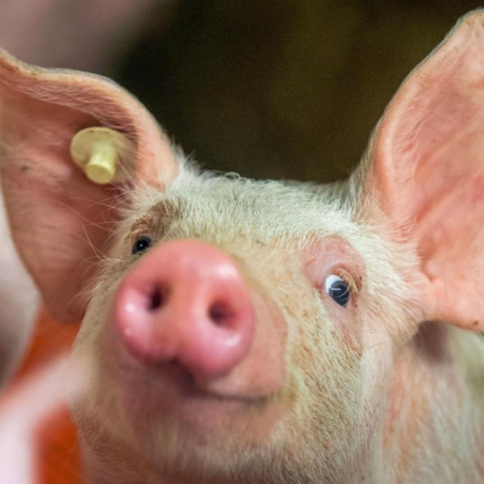 Mutanten-Ferkel mit 2 Köpfen und 3 Augen sorgt für Furore