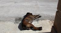 Der Hund starb an seinen schweren Verletzungen.