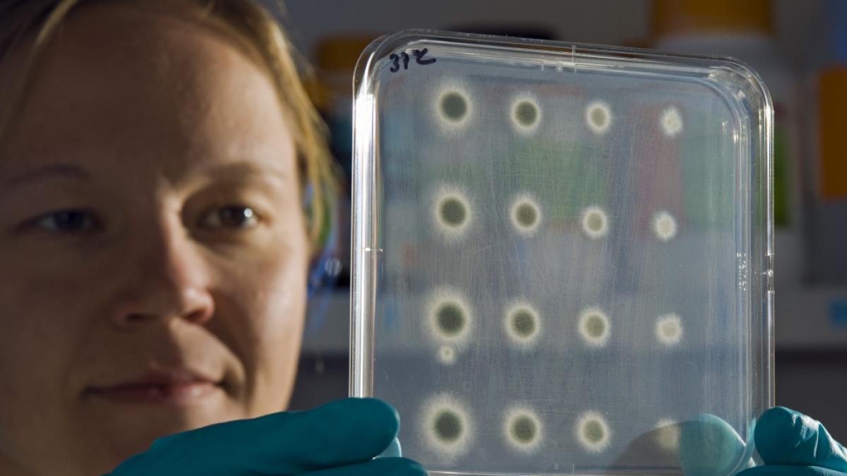 Forschende der Weltgesundheitsorganisation WHO stufen den Schimmelpilz Aspergillus fumigatus als "kritisch" ein. (Foto)