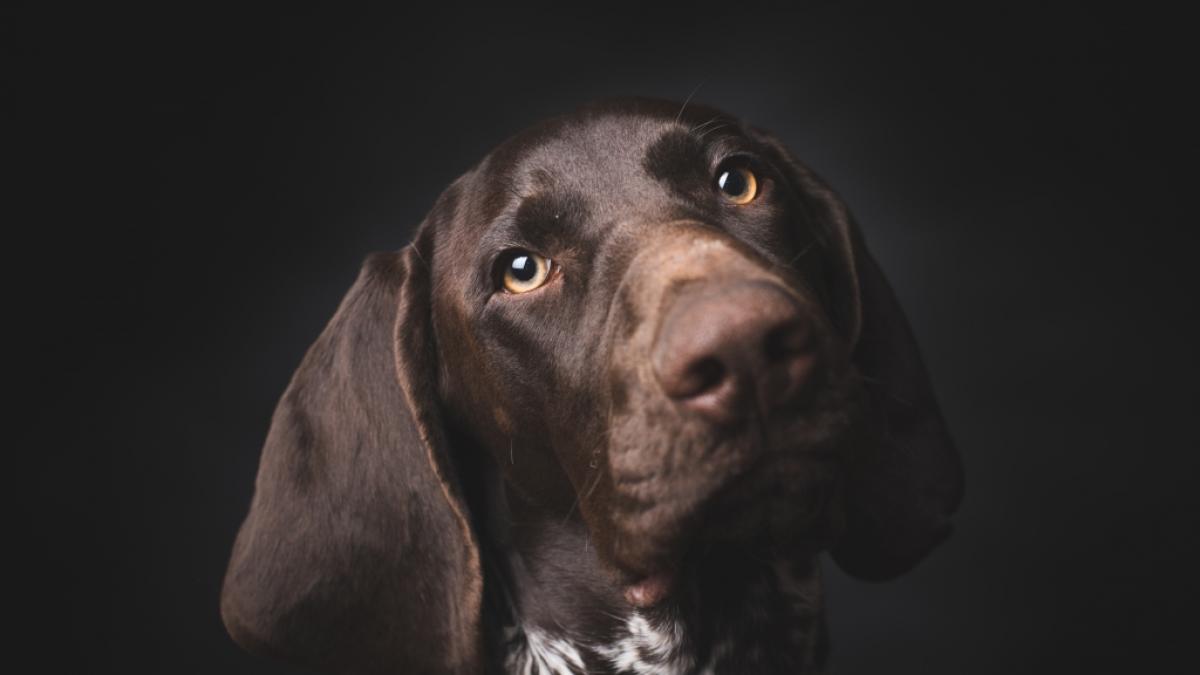 Nicht einmal Hunde werden im Ukraine-Krieg verschont. (Foto)