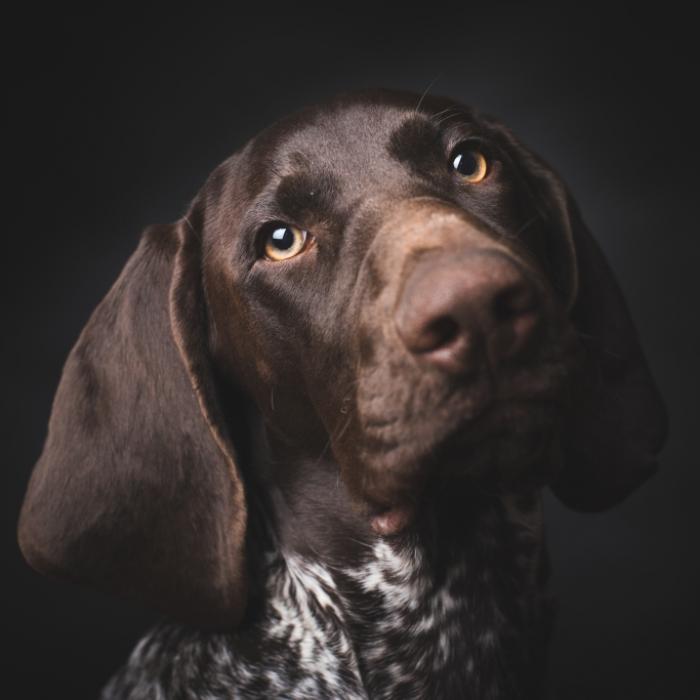 Putin-Soldaten brennen ukrainischem Hund V und Z auf die Nase