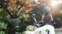 Ein Mädchen (2) stürzte von einem Pony und verletzte sich dabei tödlich. (Symbolfoto)