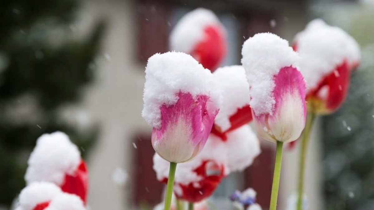 Ende Mai 2013 waren die Blumen zwar schon da, verstecketen sich aber gezwungenermaßen noch unter einer Schneedecke. Hatten die es gut ... (Foto)