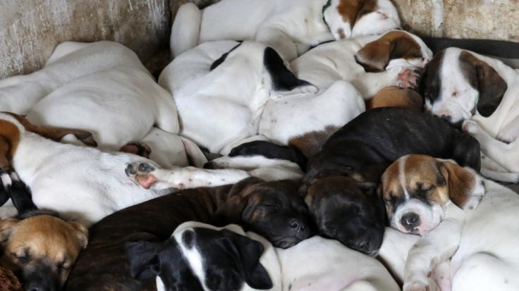In den USA wurde ein ganz außergewöhnlicher Hund geboren.