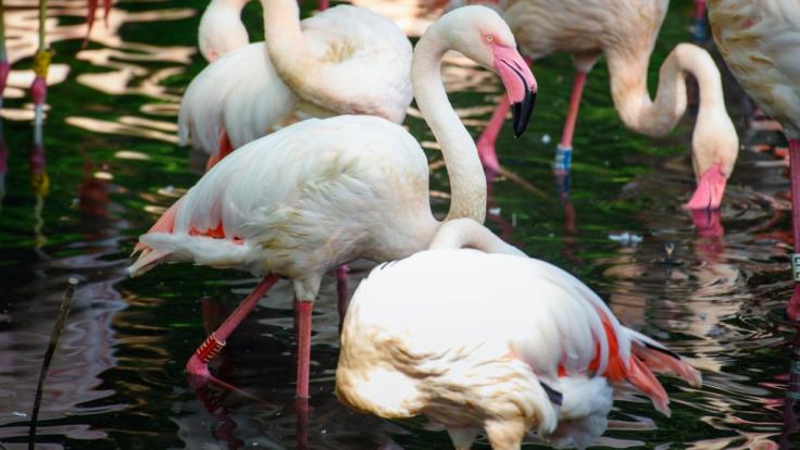 Älter ist kein anderes Tier im Berliner Zoo: Flamingo Ingo wird bald 72.