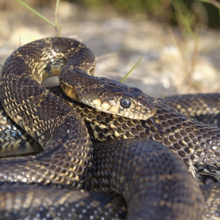 Schlangen-Plage! Reptilien terrorisieren Malle-Urlauber