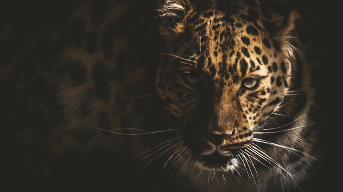 Ein Leopard hat in Indien schon wieder ein Kind get&ouml;tet. (Foto)