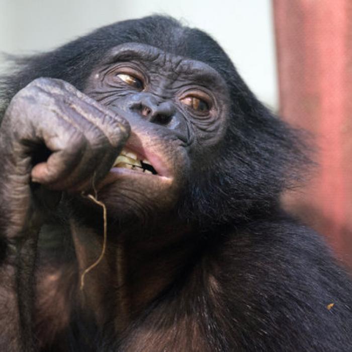 Ganz schön wild! Wie Tiere onanieren und masturbieren