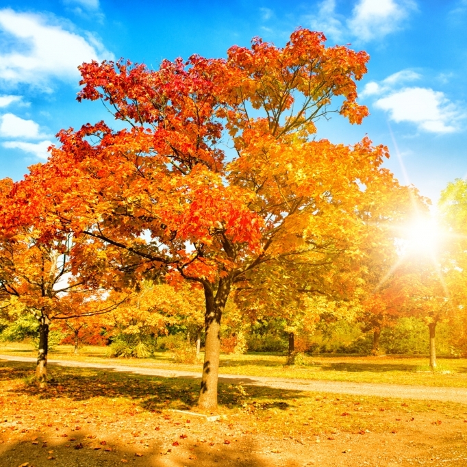 Warmer Altweibersommer? Das sagt der 100-jährige Kalender