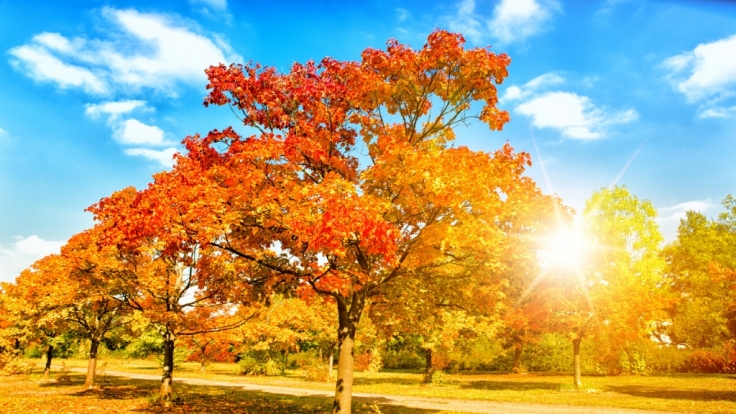 Laut 100-Jährigem Kalender soll der Herbst warm und sonnig werden.
