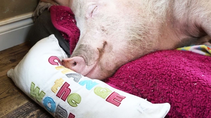 Die 100 witzigsten Tiere - Ich glaub, mein Schwein pfeift bei RTL