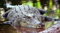 Salzwasserkrokodile können bis zu sieben Meter lang werden.