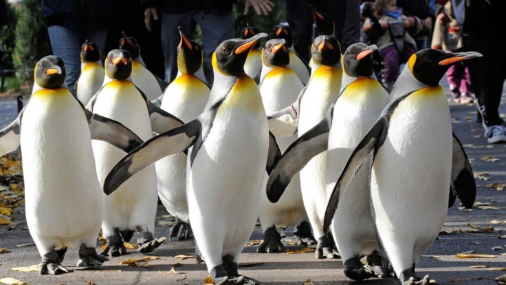 Pinguine sehen einfach lustig aus. Dass sie «abartige» sexuelle Verhaltensweisen an den Tag legen, schockierte den Wissenschaftler George Murray Levick.
