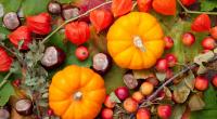 Einige beliebte Deko-Pflanzen im Herbst können giftig sein.
