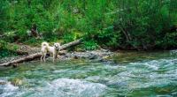 In Hamburg ist eine Rentnerin beim Gassigehen mit ihrem Hund in der Alster ertrunken.