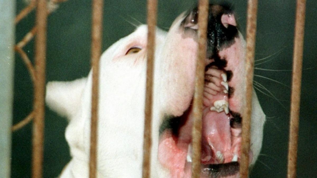 Die Pittbulls in South Carolina waren nicht hinter Schloss und Regel. Das kostete Opfer Kyleen Waltman (38) beide Arme... (Foto)