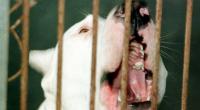 Die Pittbulls in South Carolina waren nicht hinter Schloss und Regel. Das kostete Opfer Kyleen Waltman (38) beide Arme...