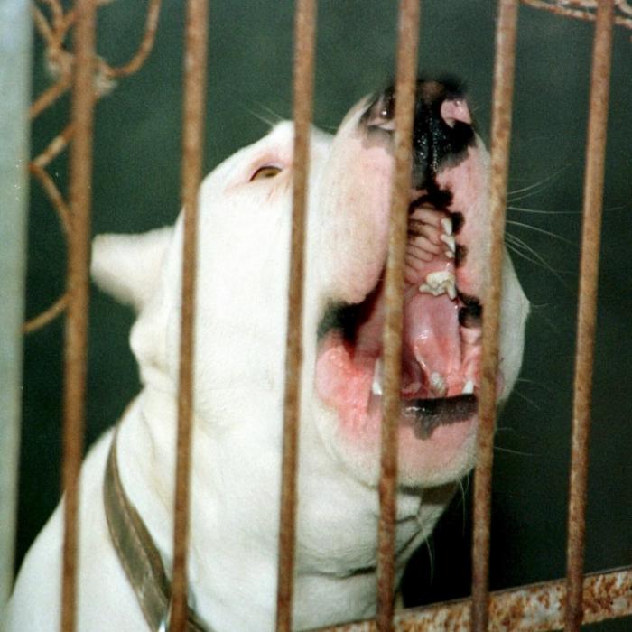 Höllischer Hunde-Horror! Frau verliert beide Arme