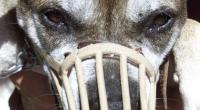Ein Pit Bull hat einen 93-Jährigen zerfleischt.