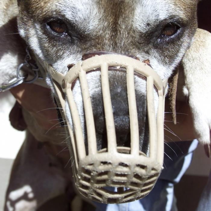 Streunender Pit Bull zerfleischt Alzheimer-Oma (92)