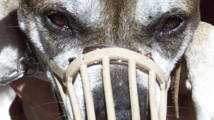 Ein Pit Bull hat einen 93-Jährigen zerfleischt.