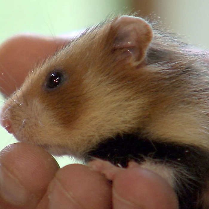 Wiederholung der Tierdoku online und im TV